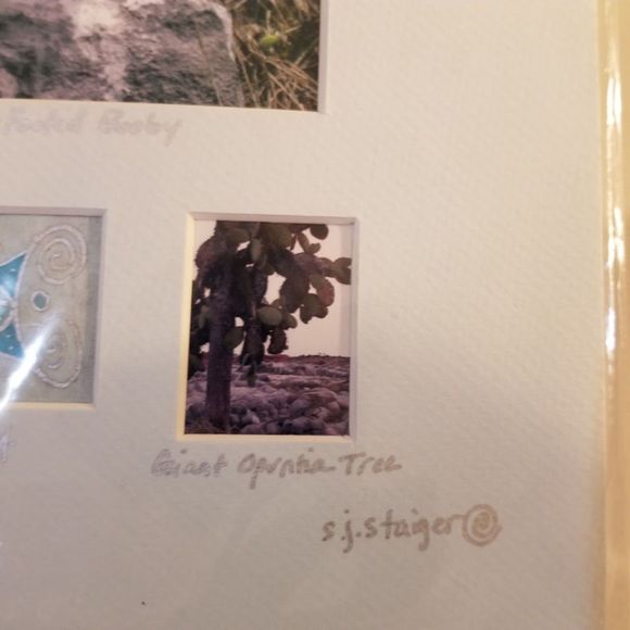 S.J. Staiger signed Blue footed Booby bird photo Galapagos - Picture 4 of 7